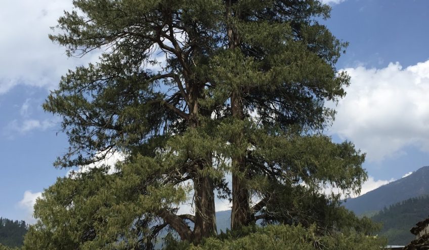 CYPRESS