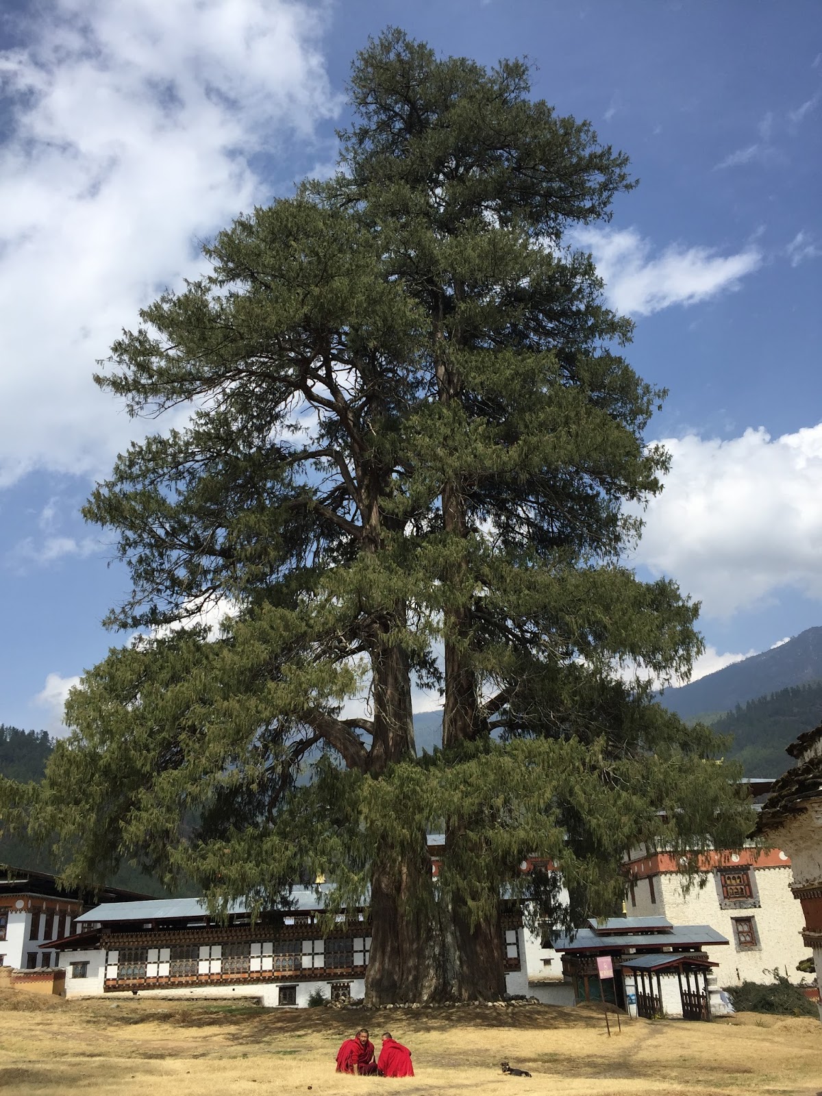 CYPRESS