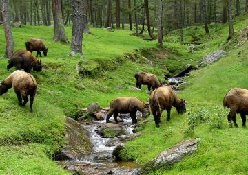 Bhutan Harmony Tour