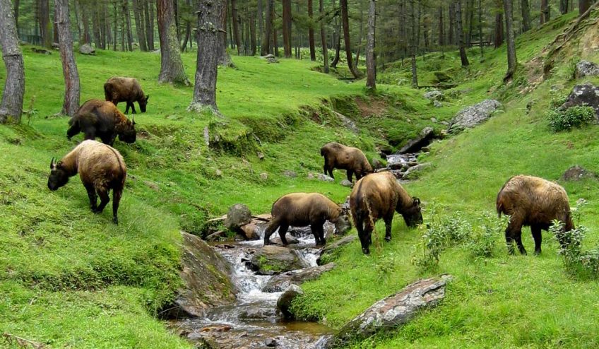 bhutan-takin