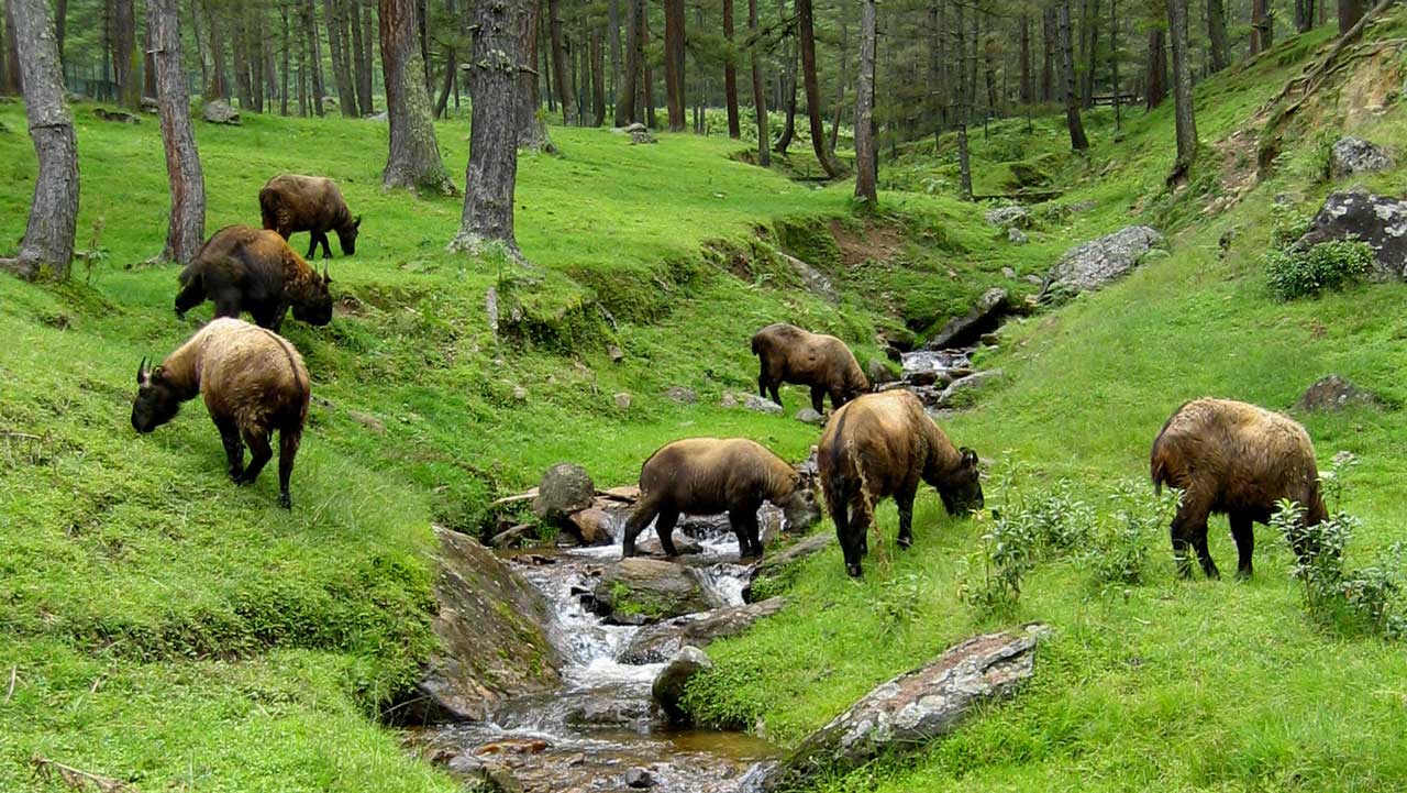 bhutan-takin