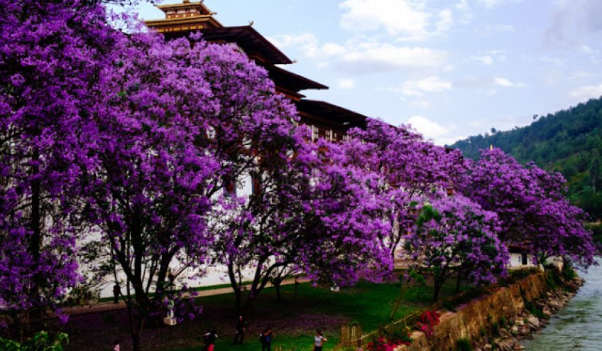 Punakha2BDzong2B252812529