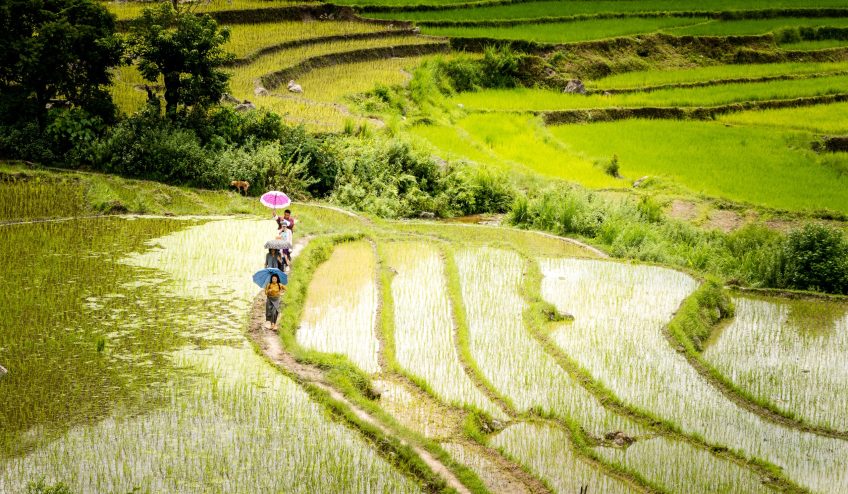 A family walking through rice paddies on the way to Khamsum Yule