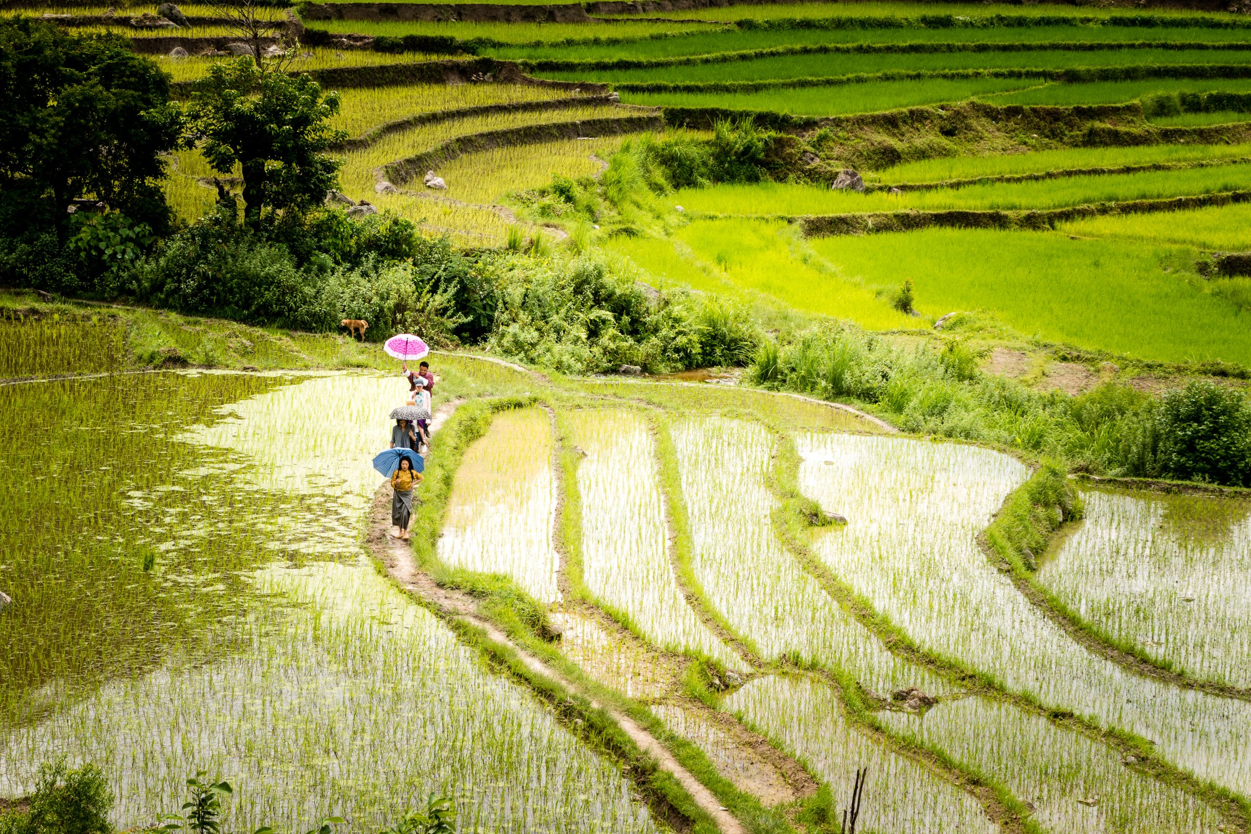 A family walking through rice paddies on the way to Khamsum Yule